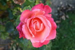 Au dessus d'une rose